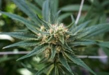 Weed vapes may be producing a toxic gas, study finds