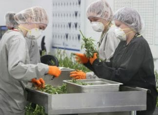 Canopy Growth shares hit record low after revenue drops most since cannabis legalization
