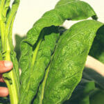 #15 – VAPING.2021.03.24