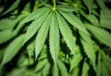 Regular cannabis use now more accepted by Australians than smoking tobacco, study finds